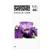 flower, iris purple postage stamps