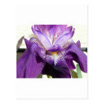 flower, iris purple postcard