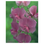 Flower Ladder flyers