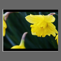 Flower Landscaping postcards