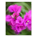 Flower, love posters by missty101 Flower, love posters