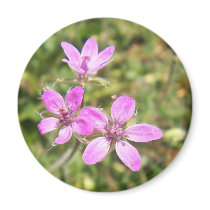 Flower Magnet by dave_boyer Flower Magnet
