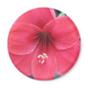 Flower magnets by durhsp1 Flower magnets