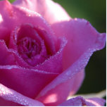 Flower Magnets Photo Cutout