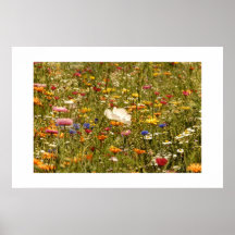 Flower - Meadow Impresiones