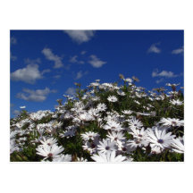 flower mountain postcards