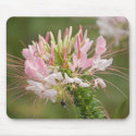 Flower mousepads