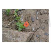 Flower, Newgrange, Northern Ireland cards
