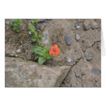 Flower, Newgrange, Northern Ireland cards