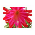 Flower of Love - 4 Zazzle Friends posters by sexycher Flower of Love - 4 Zazzle Friends posters