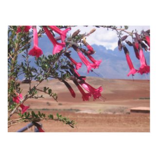 Flower of Peru 2 print