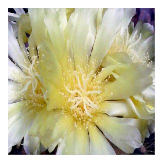 FLOWER OF THE CACTUS print
