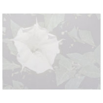 Flower of the Sacred Datura Pink flowers Letterhead Template
