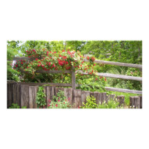 Flower on a Fence Photo Greeting Card
