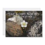 Flower on a Rocky Beach; Gift Certificate Announcements