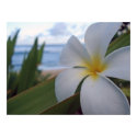 Flower on the Beach posters