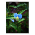 Flower on the Buffalo River cards