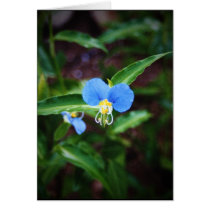 Flower on the Buffalo River cards by rebeccaburkett Flower on the Buffalo River cards