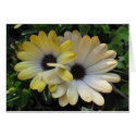 Flower One cards