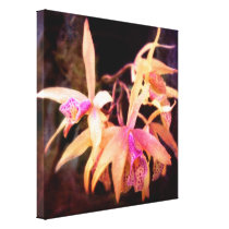 Flower - Orchid - Laelia - Midnight Passion canvas prints