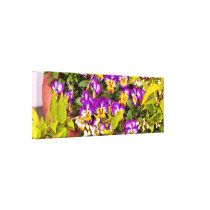 Flower - Pansy - Purple Posies canvas prints