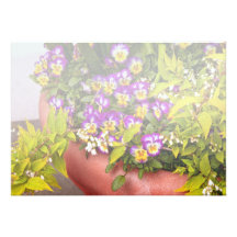 Flower - Pansy - Purple Posies .jpg Custom Announcement