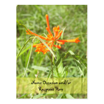Flower -Penstemone Postcards