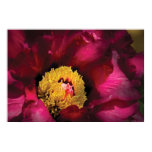 flower, summer, spring, plant, gardener,
