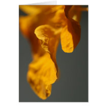 Flower Petal cards