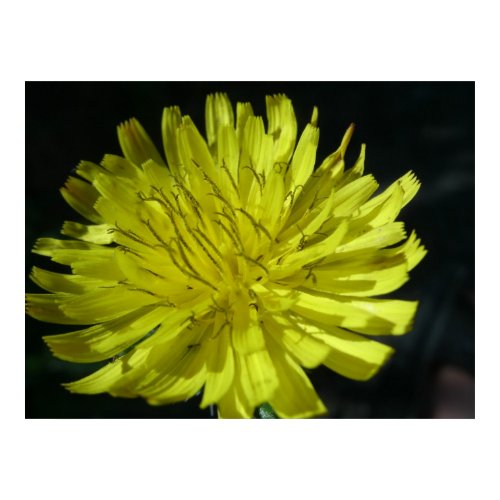 flower photo print print