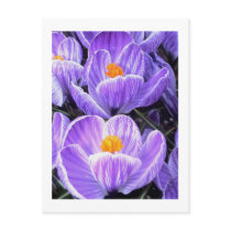 Flower Photography - "Purple Flower 05" Postcard