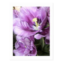 Flower Photography - "Purple Flower 12" Post Card