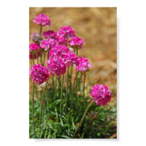 Flower Photography - Sea Pink - Pink and Green Posters