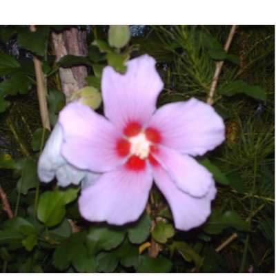 Flower Photo Cutout by Danandsuz