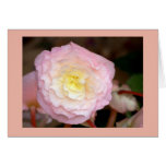 Flower-pink Begonia Greeting Cards