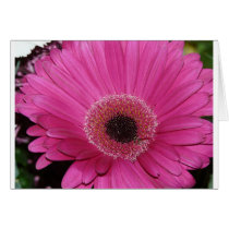 flower,pink gerber daisy card
