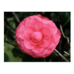 flower pink, mauritius, mylifeisart postcards