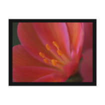 Flower Pink postcards