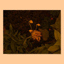 flower pods posters