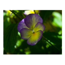 Flower Post Card