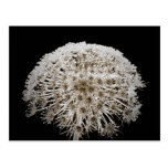 Flower Post Card