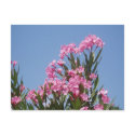 Flower Post Card postcards by emele1 Flower Post Card postcards