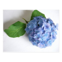 flower post cards