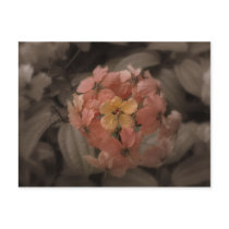 flower post cards
