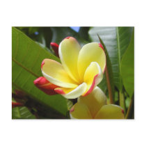 flower post cards