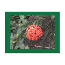 Flower Postcard