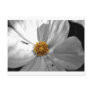 Flower Postcard