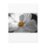 Flower Postcards