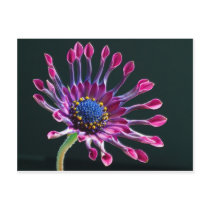 flower post card