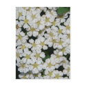 flower postcards